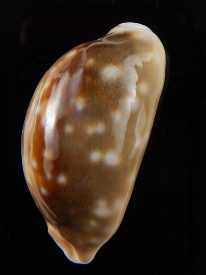 Lyncina vitellus orcina ..DWARF Niger Rostrate... 38,1 mm F+++/Gem-42190