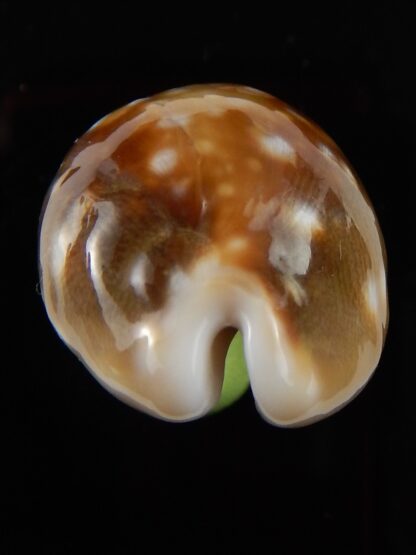 Lyncina vitellus orcina ..DWARF Niger Rostrate... 38,1 mm F+++/Gem-42186