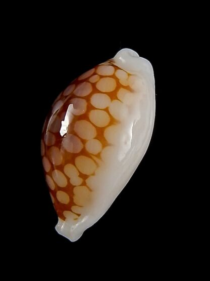 Cribrarula gravida 23,30 mm Gem-42547