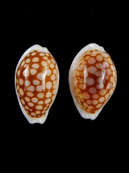 Cribrarula gravida 23,30 mm Gem-42548