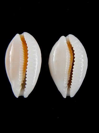 Cribrarula gravida 23,30 mm Gem-42544