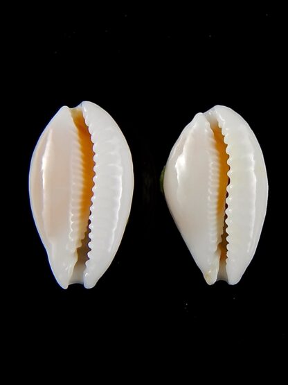 Cribrarula gravida 23,06 mm Gem-42526