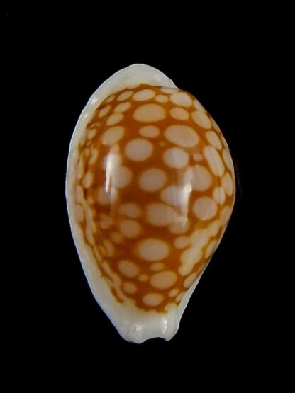 Cribrarula gravida 23,06 mm Gem-42530