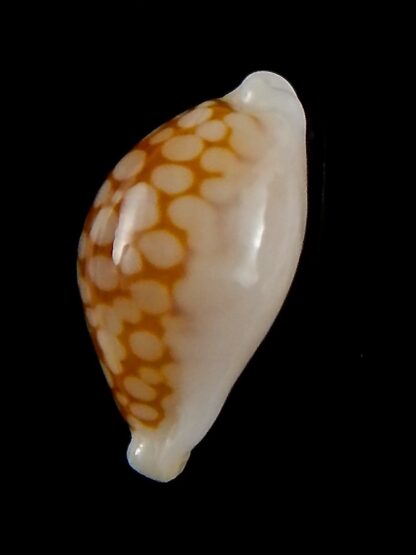 Cribrarula gravida 23,06 mm Gem-42524