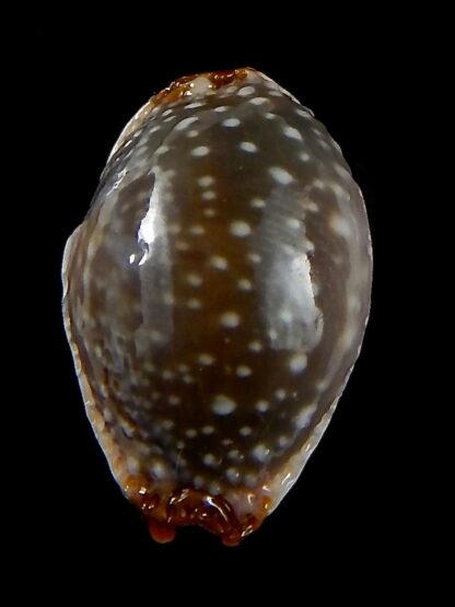 Staphylaea limacina facifer .. Gerontic .. 26,7 mm Gem -42732