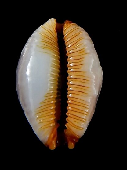 Staphylaea limacina facifer .. Gerontic .. 26,7 mm Gem -42735