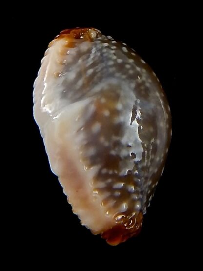 Staphylaea limacina facifer .. Gerontic .. 26,7 mm Gem -42736