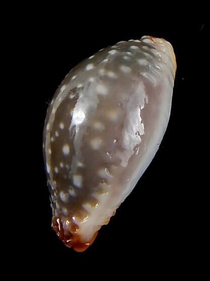 Staphylaea limacina facifer .. Gerontic .. 26,7 mm Gem -42737