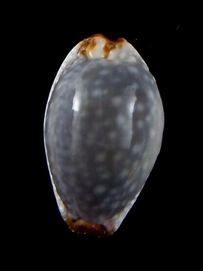 Staphylaea limacina facifer .. Big Size ... 25,33 mm Gem-42717