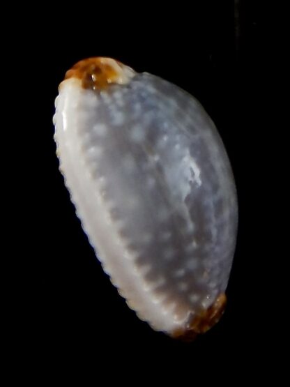 Staphylaea limacina facifer .. Big Size ... 25,33 mm Gem-42718