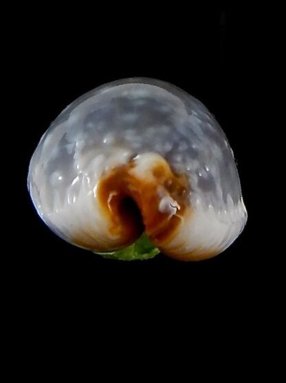 Staphylaea limacina facifer .. Big Size ... 25,33 mm Gem-42722