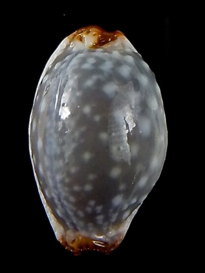 Staphylaea limacina facifer .. Big Size ... 24,35 mm Gem-42703