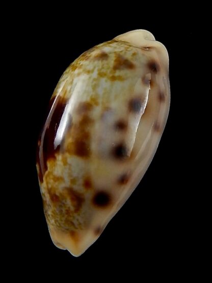 Talostolida pellucens pellucens 31,11 mm Gem-42751