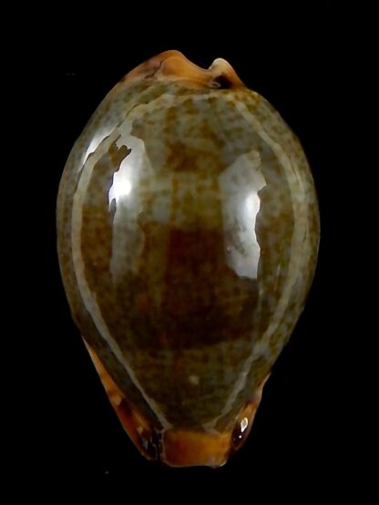 Erronea xanthodon 29,77 mm Gem-42606