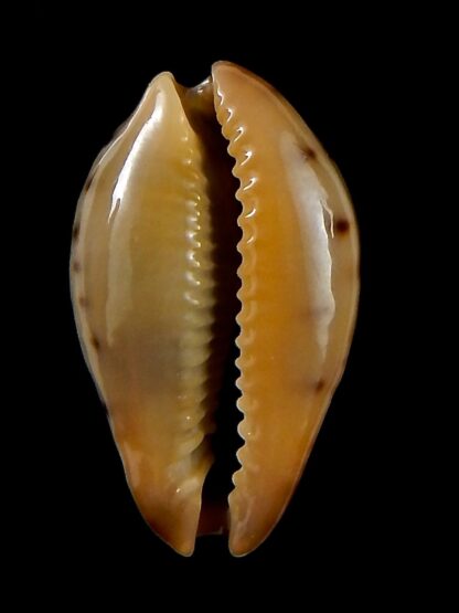 Erronea xanthodon 29,77 mm Gem-42605