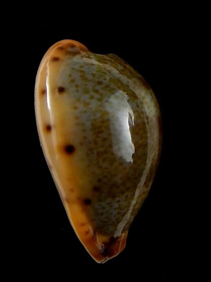Erronea xanthodon 29,77 mm Gem-42603