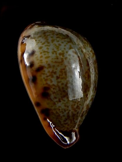 Erronea xanthodon 29,22 mm Gem-42593