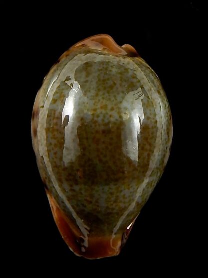 Erronea xanthodon 30,11 mm Gem-42617