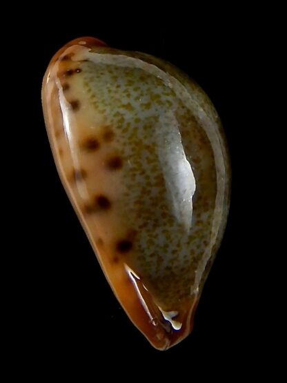Erronea xanthodon 30,11 mm Gem-42622