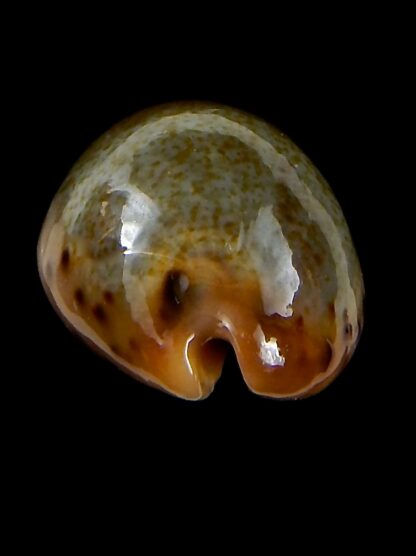 Erronea xanthodon 30,11 mm Gem-42623