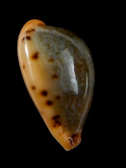 Erronea xanthodon 28,93 mm Gem-42579