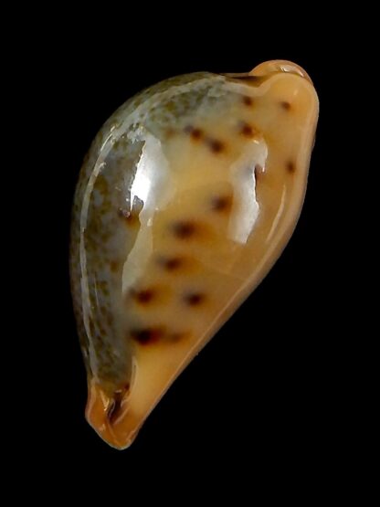 Erronea xanthodon 28,93 mm Gem-42580