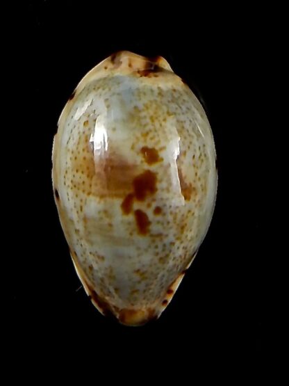Purpuradusta gracilis macula 20,86 mm Gem-42687
