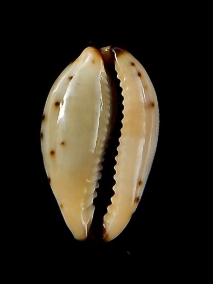 Purpuradusta gracilis macula 20,86 mm Gem-42690