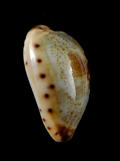 Purpuradusta gracilis macula 20,86 mm Gem-42691