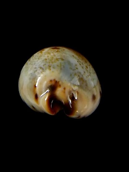 Purpuradusta gracilis macula 20,86 mm Gem-42688
