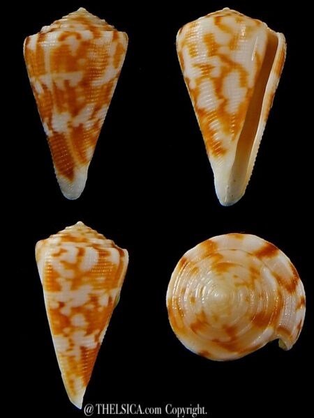 Eremiconus minnamurra 26,13 mm F+++-0