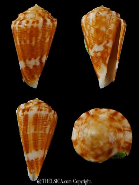 Eremiconus minnamurra 26,37 mm F++/F+++ -0