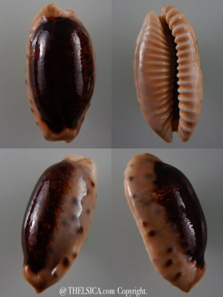 Erronea caurica longior N&R 48,5 mm Gem-0