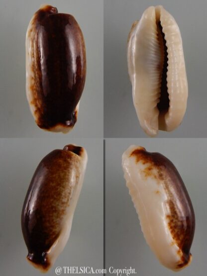 Erronea cylindrica lanella N&R 33 mm Gem -0