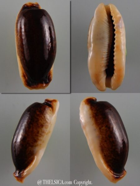 Erronea cylindrica lanella N&R 39,69 mm Gem -0
