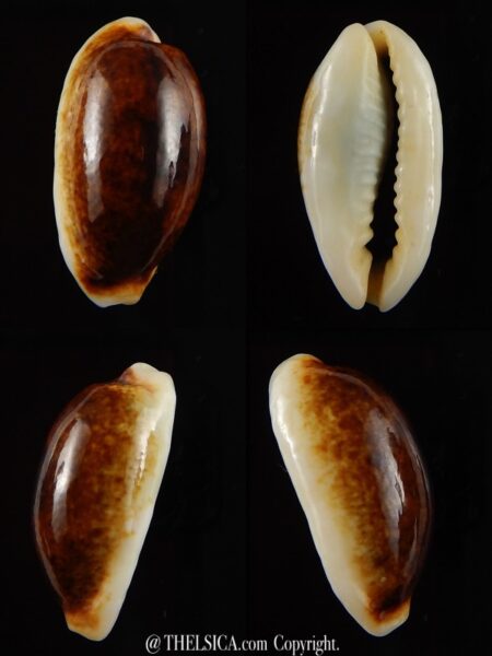 Erronea errones coxi N&R 24,3 mm Gem-0