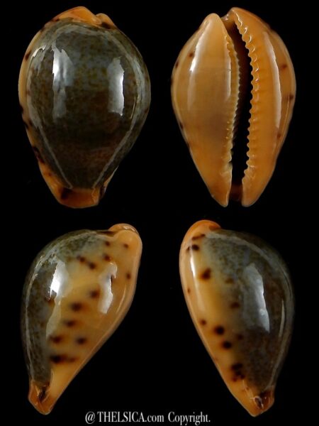 Erronea xanthodon 28,93 mm Gem-0
