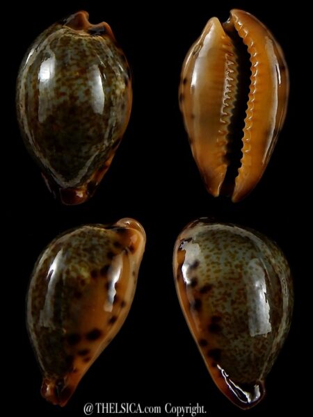 Erronea xanthodon 29,22 mm Gem-0