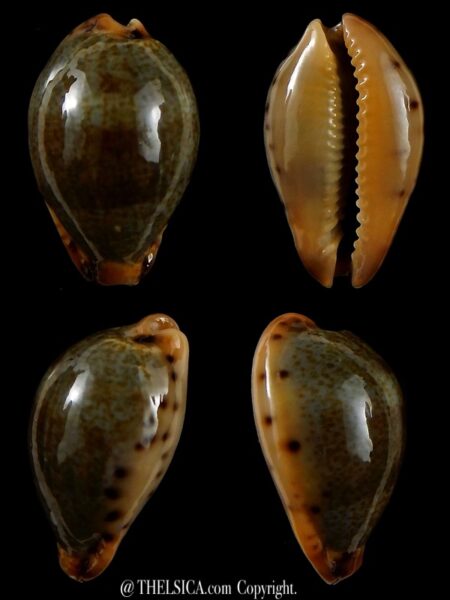 Erronea xanthodon 29,77 mm Gem-0