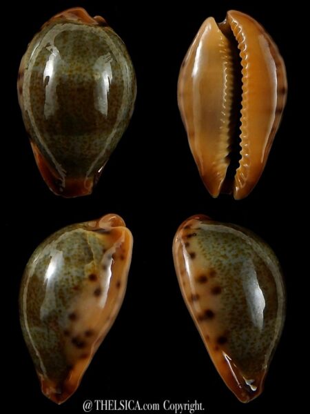 Erronea xanthodon 30,11 mm Gem-0
