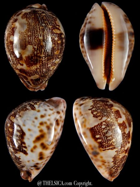 Leporicypraea mappa curvati.. Marquesas form.. 74,2 mm Gem (-)-0