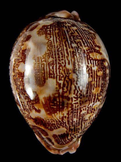 Leporicypraea mappa curvati.. Marquesas form.. 74,2 mm Gem (-)-41900