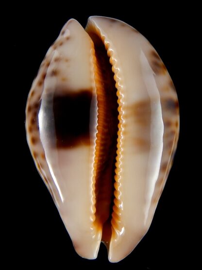 Leporicypraea mappa curvati.. Marquesas form.. 74,2 mm Gem (-)-41897