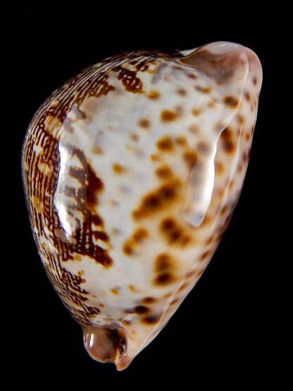 Leporicypraea mappa curvati.. Marquesas form.. 74,2 mm Gem (-)-41899