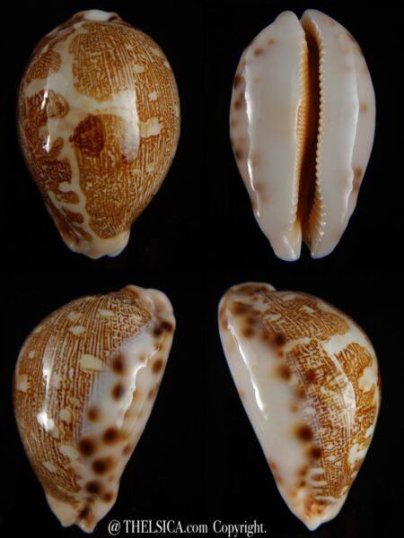 Leporicypraea mappa viridis eluceta 68,55 mm Gem-0