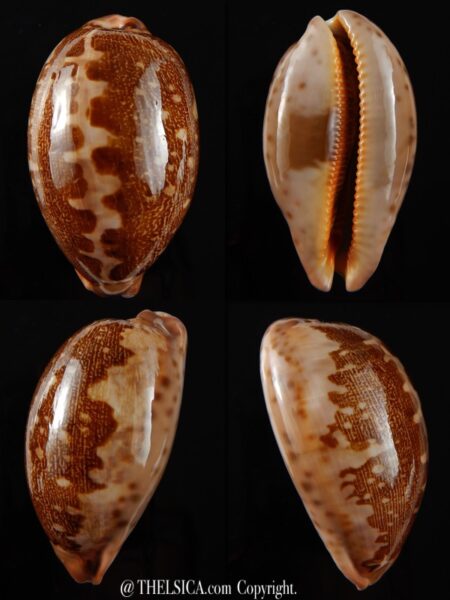 Leporicypraea mappa viridis montrouzieri 62,56 mm Gem-0