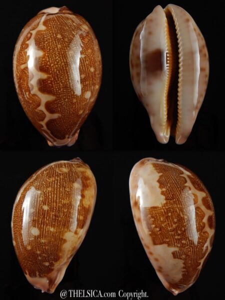 Leporicypraea mappa viridis montrouzieri 68,92 mm Gem-0