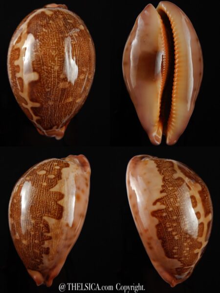 Leporicypraea mappa viridis montrouzieri 73,56 mm Gem-0