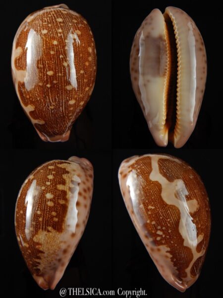 Leporicypraea mappa viridis montrouzieri 79,50 mm Gem-0