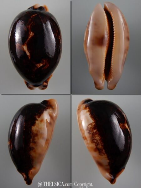 Leporicypraea mappa viridis montrouzieri N&R 79,8 mm Gem -0